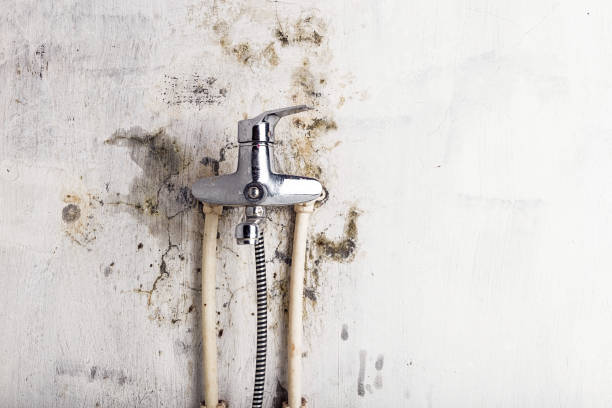 Best Affordable Mold Removal  in Mcnair, VA