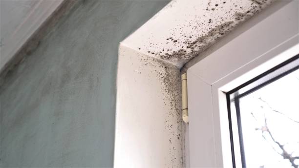 Best Commercial Mold Removal  in Mcnair, VA