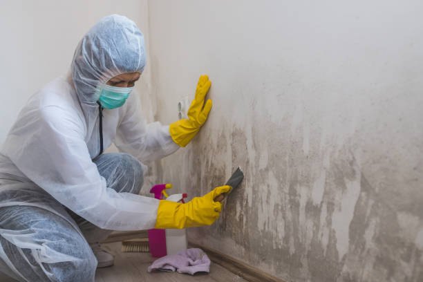 Best Mold Testing and Removal  in Mcnair, VA