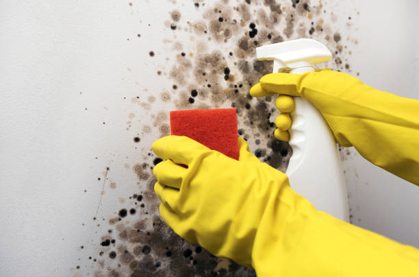 Mold Removal Process in Mcnair, VA