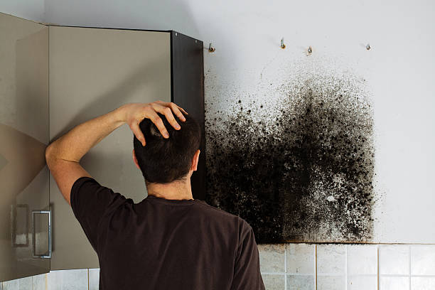 Best Mold Damage Repair  in Mcnair, VA