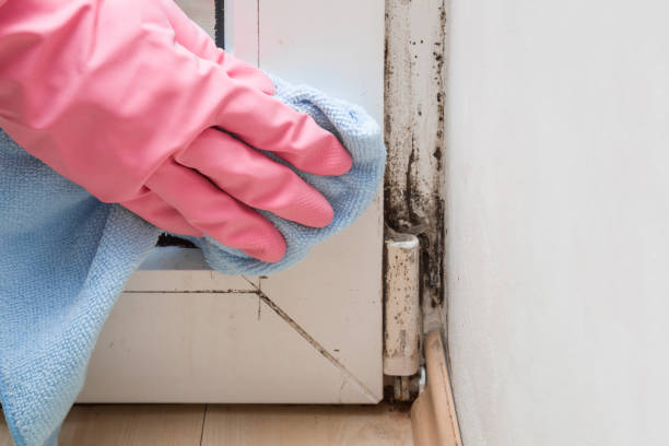 Best Toxic Mold Removal  in Mcnair, VA